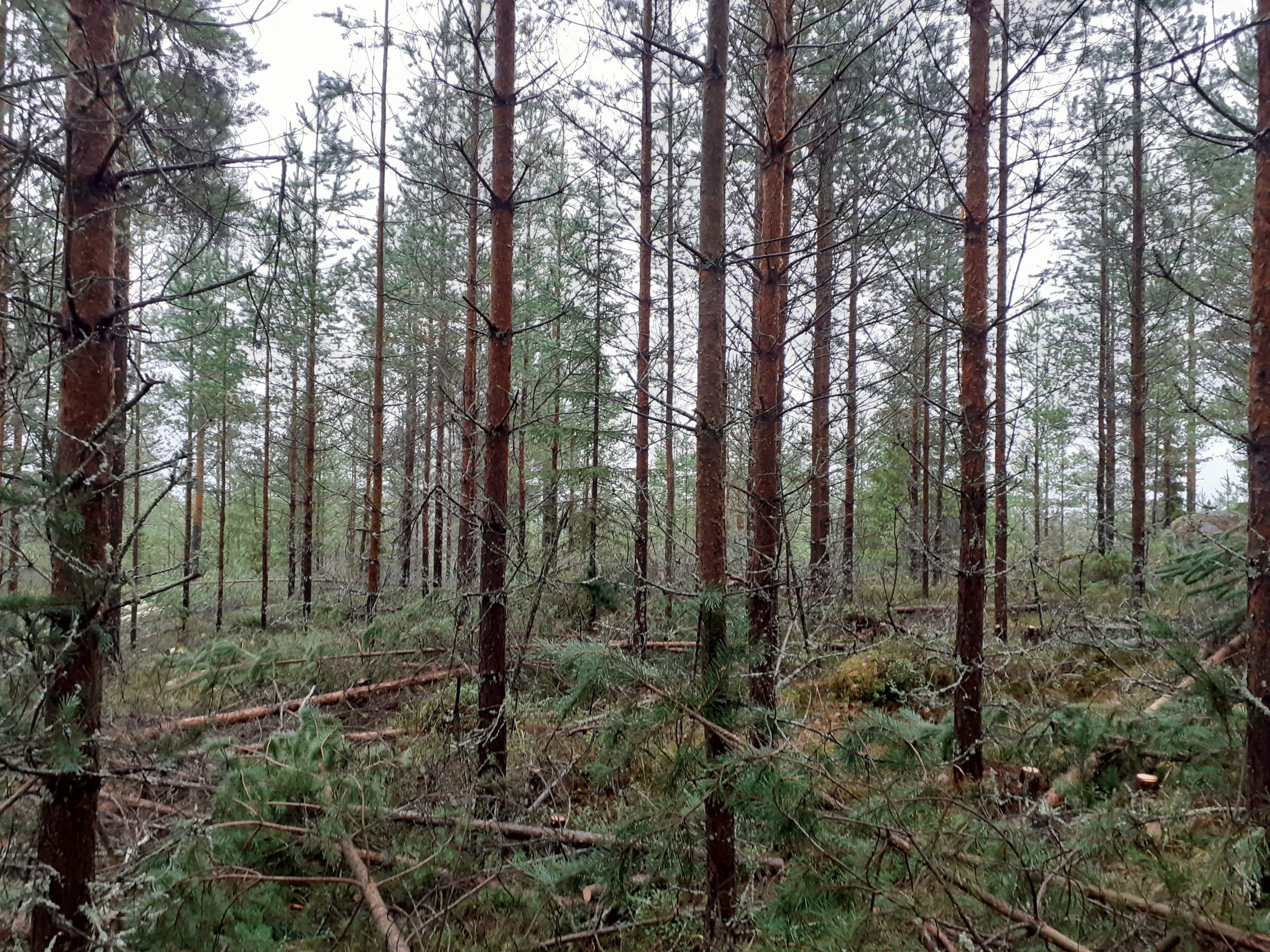 Read more about the article Taimikon varhaishoito – stressitöntä kasvua taimille