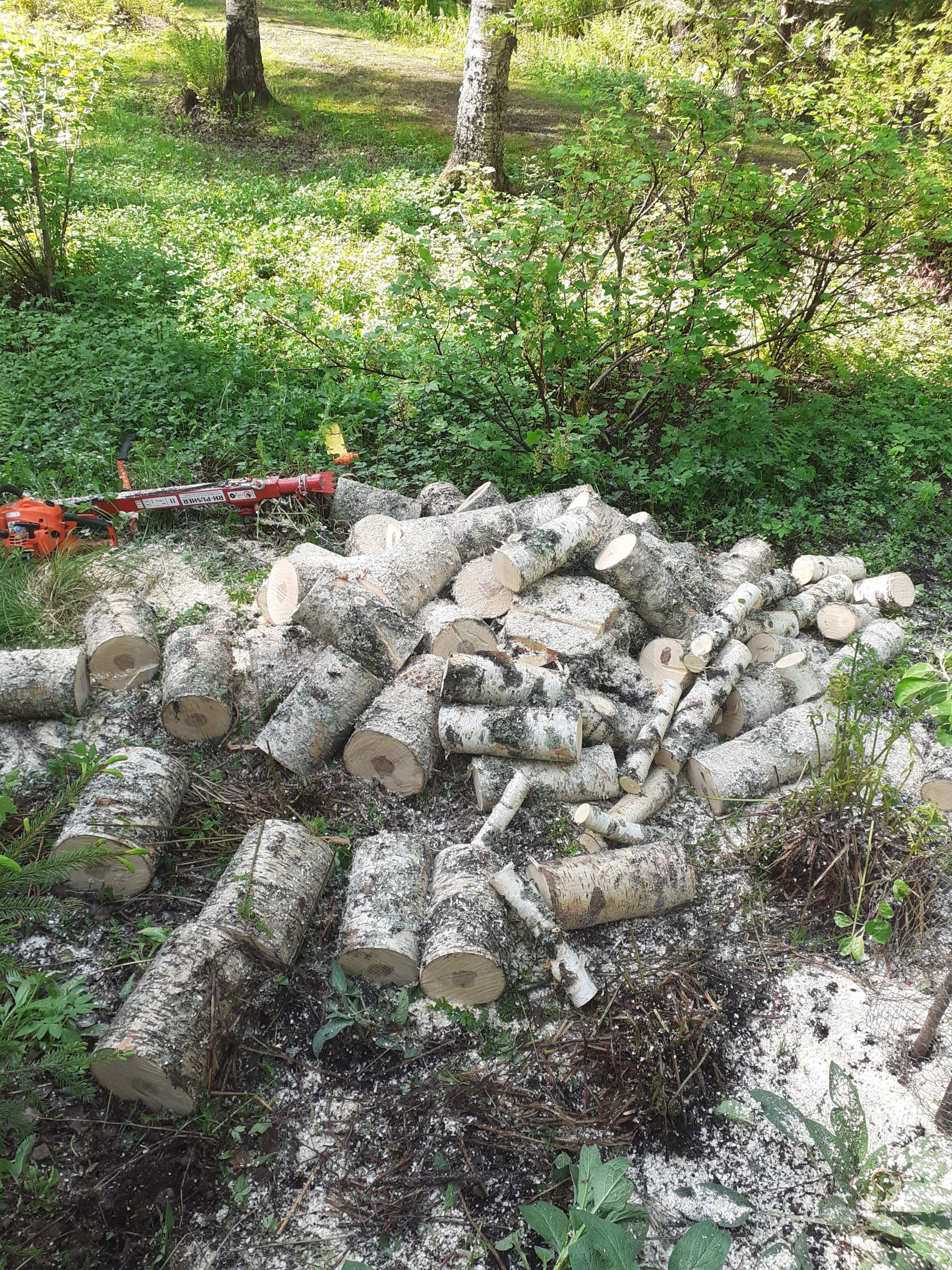 Read more about the article Metsänomistajan kesä, kiireinen vai kiireetön?