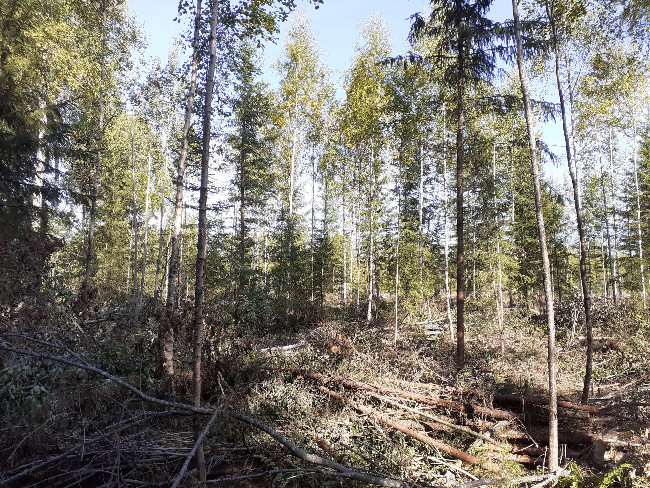 Read more about the article Energiapuun korjuu