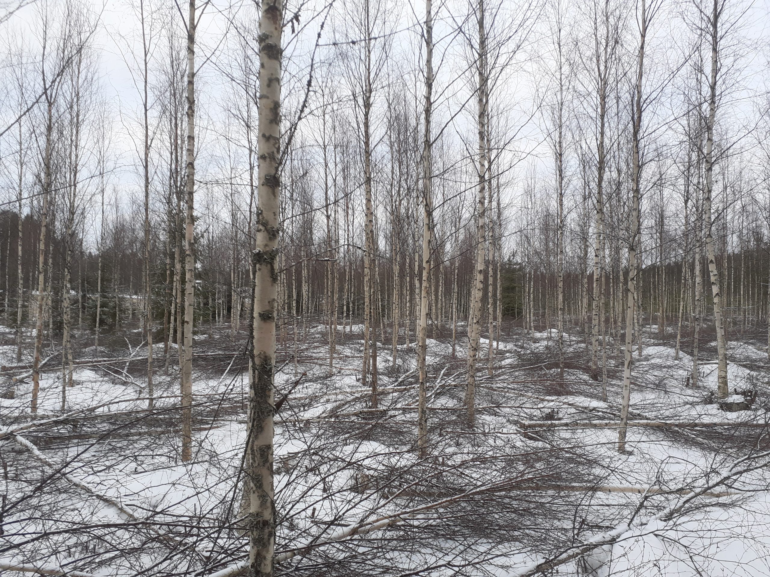 You are currently viewing Metsänomistajan muistilista