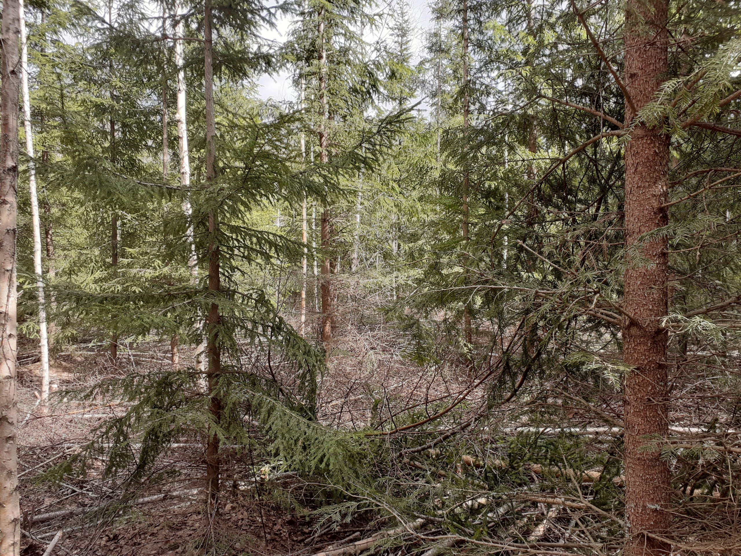 Read more about the article RYHTILIIKE METSIEN HOITOON